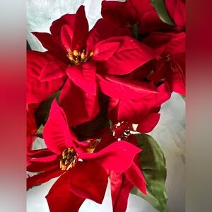Ashland Red Poinsettia Potted Plants – Set of 2 Christmas Floral Décor